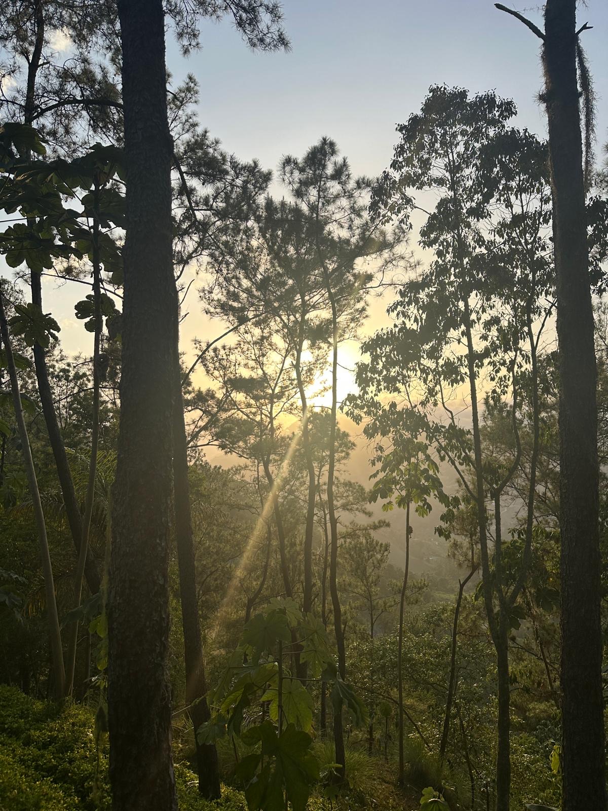 Zonsopgang door de dennen met de mistige vallei op de achtergrond